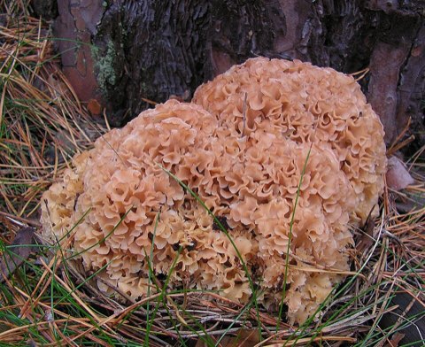 Sparassis crépu (Sparassis crispa)