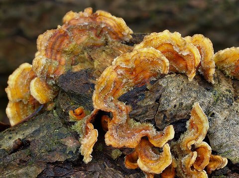 Stérée hirsute (Stereum hirsutum)