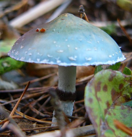Strophaire vert-de-gris (Stropharia aeruginosa)
