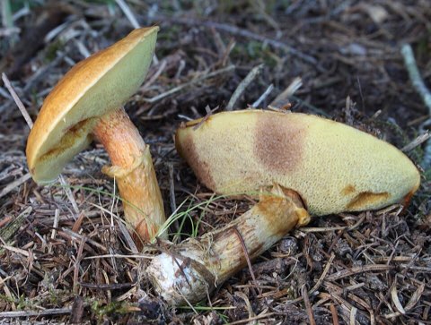 Bolet élégant (Suillus grevillei)