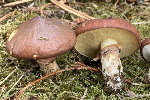 Bolet jaune (Suillus luteus)