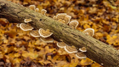 Tramète versicolore (Trametes versicolor)