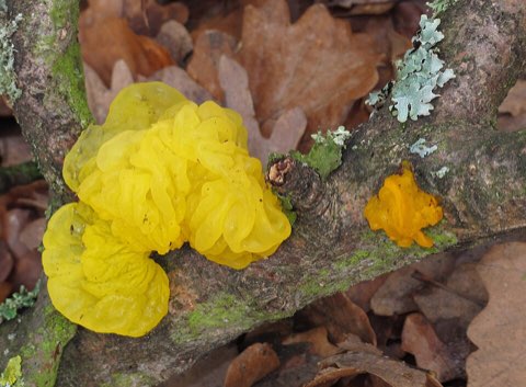 Trémelle mésentérique (Tremella mesenterica)