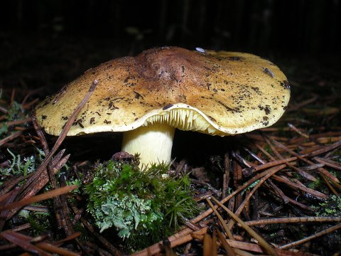Tricholome équestre (Tricholoma equestre)