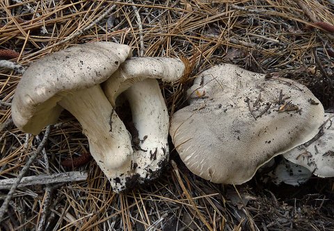 Tricholome tigré (Tricholoma pardinum)