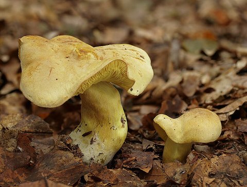 Tricholome soufré (Tricholoma sulphureum)