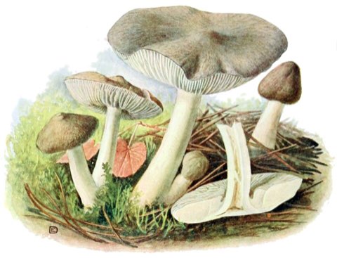 Tricholome terreux (Tricholoma terreum)