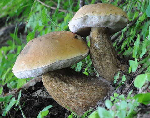 Bolet amer (Tylopilus felleus)
