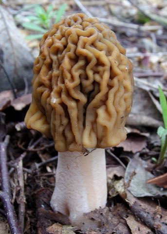 Verpe de Bohême (Verpa bohemica)