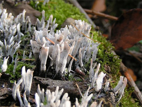 Xylaire du bois (Xylaria hypoxylon)